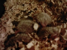 6 Day Old Babies